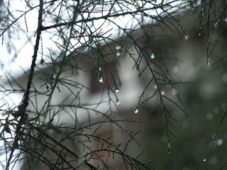 Planta con lluvia