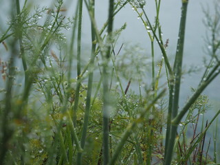 Planta con lluvia