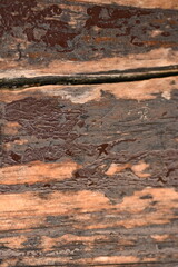 wet brown wood flooring abstract as background, old wood texture close up as a background,