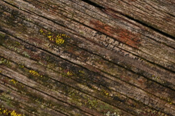 yellow-orange blackberry, marigolds close-up background, on a sunny day, blurred background, flower tagetes close-up on a green background on an autumn sunny day, orange marigold color, red flowers	
