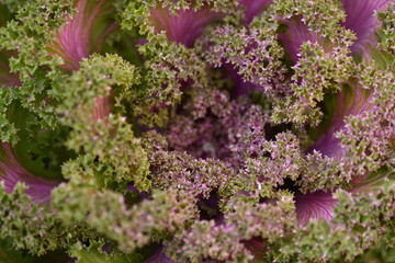 purple texture pink background High quality photo macro photography gradient white green ornamental...