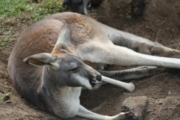 Kangaroo resting in natural habitat