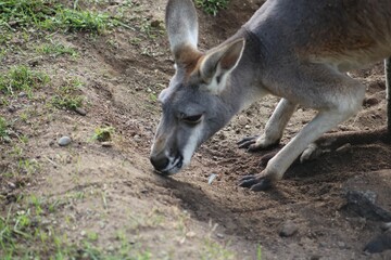 Kangaroo Grazing in Natural Habitat