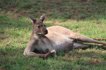 Kangaroo resting on grass in sunlight.