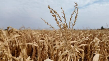 Golden cornfield under a cloudy sky symbolizes harvest season and Thanksgiving themes