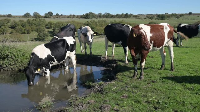A cows standing near a water puddle in an open field, drinking water under a clear sky. The animal enjoys the fresh air and open space of the countryside