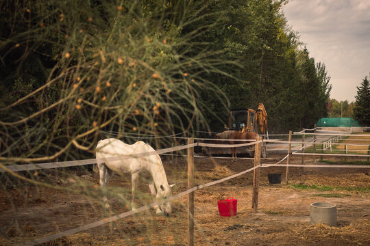 hors in a farm