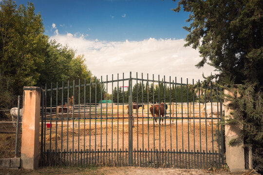 fence in the park