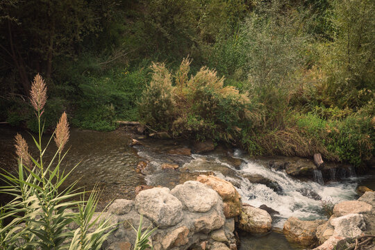 river in the forest