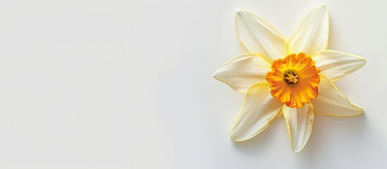 Obraz premium A daffodil flower isolated on a white background captured from above with a blurred background to create a copy space image