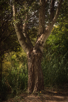 tree in the forest