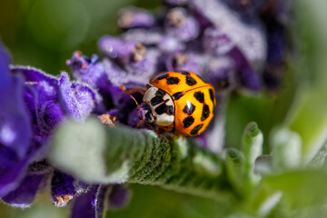 Tiny yellow and black Asian Lady Beetle (introduced species) feeding on a lavender plant on the Bo-Piketberg mountain plateau in the Western Cape, South Africa