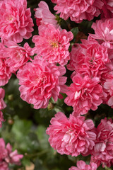 Vibrant pink chrysanthemums flowers blooming in springtime garden setting