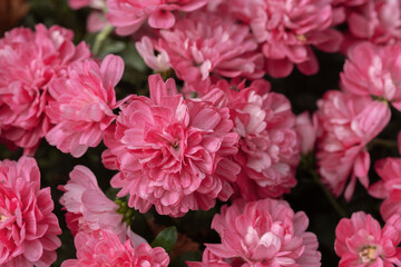 Vibrant pink chrysanthemums flowers blooming in a lush garden during springtime
