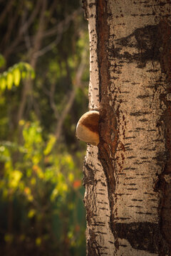 nature groing