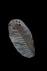 a dry leaf isolated on black background