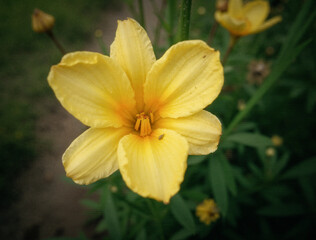 Obraz premium Piękne kolorowe kwiaty w ich naturalnym środowisku. Grafiki znakomicie nadają się na tło lub fototapetę