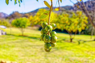 Cluster of green macadamia nuts hanging from a tree silhouetted against the background sky on the Bo-Piketberg mountain plateau in the Western Cape, South Africa