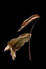 a dry leaf isolated on black background