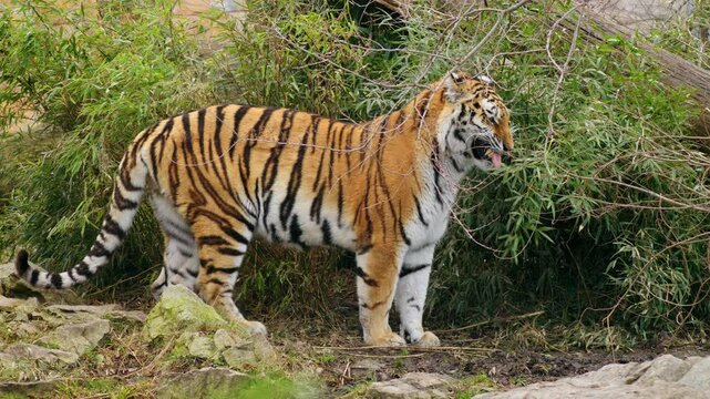 Siberian tiger (Panthera tigris altaica) flehming, male cat smelling a mate