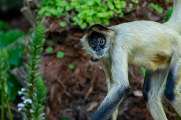 Obraz premium Spider monkey