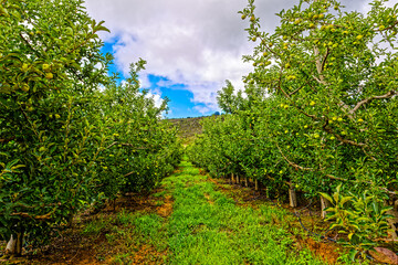 Large orchard of golden delicious apples on the cool Bo-Piketberg mountain plateau in the Western Cape, South Africa