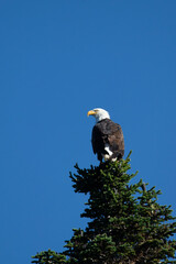 American bald eagle
