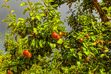 Red D'Anjou pears growing fruit tree in orchard on the cool Bo-Piketberg mountain plateau in the Western Cape, South Africa