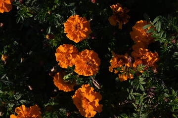 yellow-orange blackberry, marigolds close-up background, on a sunny day, blurred background, flower tagetes close-up on a green background on an autumn sunny day, orange marigold color, red flowers	
