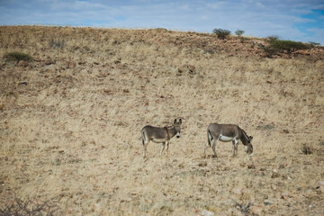 Two donkeys grazing in the dry grasslands of Iona National Park Angola under a blue sky during the afternoon