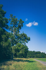 A Serene Nature Pathway Set Against a Clear Blue Sky Awaits for All to Enjoy and Explore