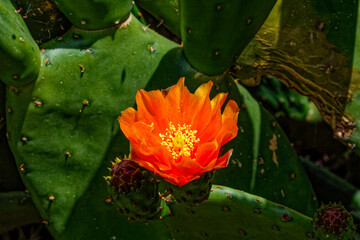 Pretty red and yellow flower on introduced and invasive prickly pear cactus in the Western Cape, South Africa