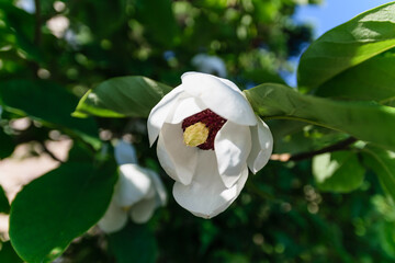 Magnolia flower in the garden. Selective focus.