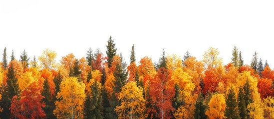 Vibrantly colored alpine trees in the autumn setting provide a beautiful copy space image