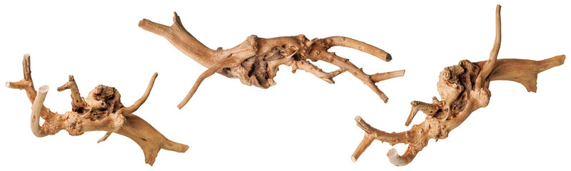 set old dry driftwood tree branch on an isolated white background close-up