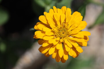 close-up single large yellow blossom