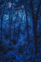 Fototapeta premium forest in winter
