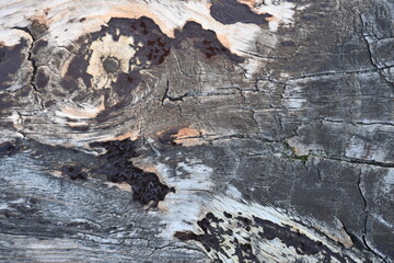 wet grey wood flooring abstract as background, old wood texture close up as a background, 