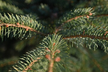 short needles of a coniferous tree close-up on a green background, texture of needles of a Christmas tree close-up, blue pine branches, texture of pine needles, green branches of a pine tree close-up
