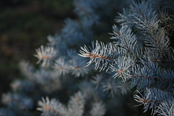 short needles of a coniferous tree close-up on a green background, texture of needles of a Christmas tree close-up, blue pine branches, texture of pine needles, green branches of a pine tree close-up