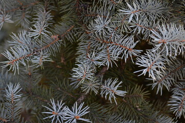short needles of a coniferous tree close-up on a green background, texture of needles of a Christmas tree close-up, blue pine branches, texture of pine needles, green branches of a pine tree close-up