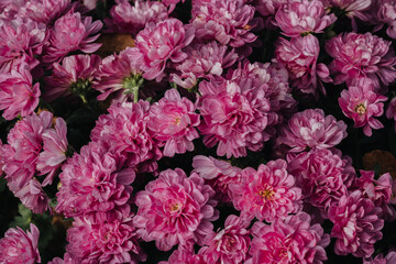 Vibrant pink flowers blooming together in a lush garden during springtime