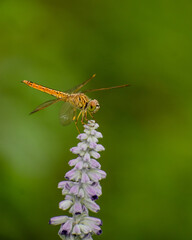 dragonfly on a flower