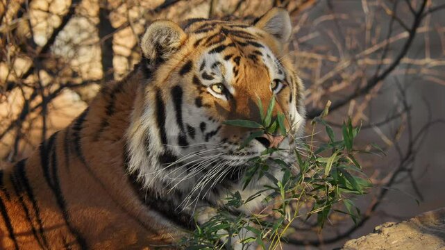 Siberian tiger (Panthera tigris altaica) hunting, cat attacking prey