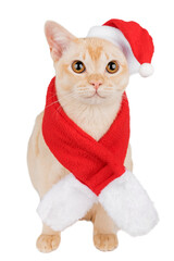 Burmese kitten in red Santa Claus hat isolated on transparent background.