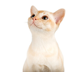 Portrait of cute Burmese kitten on transparent background.