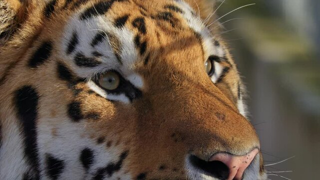 Siberian tiger (Panthera tigris altaica) hunting, cat watching prey before attack