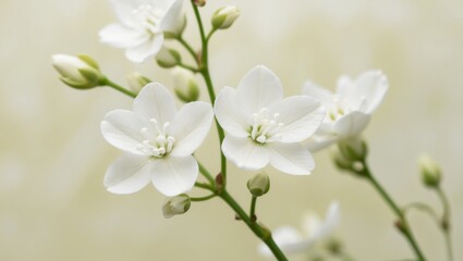 Obraz premium Jasmine Flowers Is One Of The Favorite Ornamental Flowers.