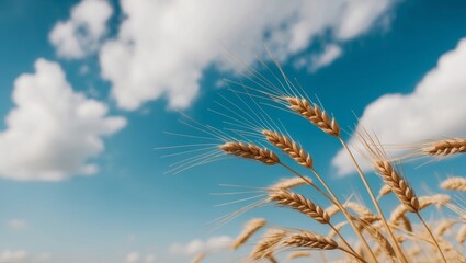 Wheat Spikelets Dancing in the Breeze Under a Bright Blue Sky.