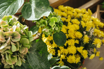 Beautiful green and yellow flowers displayed in a cozy indoor setting